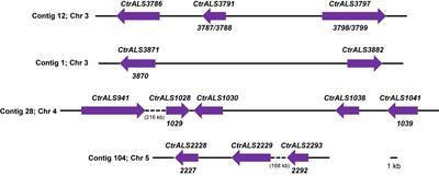 Pursuing Advances in DNA Sequencing Technology to Solve a Complex Genomic Jigsaw Puzzle: The Agglutinin-Like Sequence (ALS) Genes of Candida tropicalis